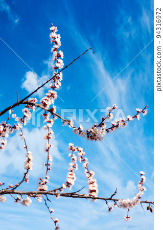 white blossom in front of a blue sky. springtime in april. flowering branches of apple tree 94316972