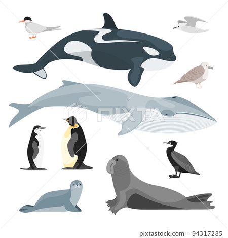 Cartoon Color Characters Antarctic Fauna Icon Set Include of Penguin and Walrus Flat Design Style. Vector illustration of North Animals 94317285