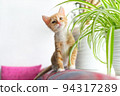 Little cute ginger kitten sitting by window among houseplants. Portrait of beautiful domestic cat looking at camera. Copy space. 94317289
