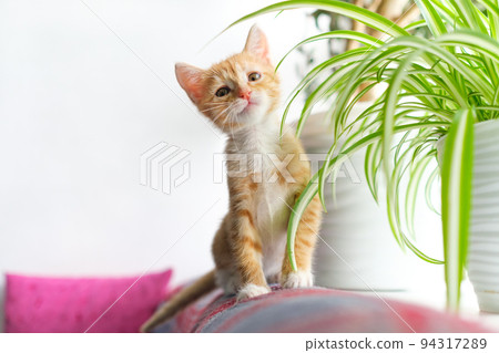 Little cute ginger kitten sitting by window among houseplants. Portrait of beautiful domestic cat looking at camera. Copy space. 94317289