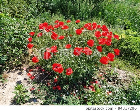 Bush of wild red poppies. Beautiful wildflowers. Blurred background. Poppy field. Delicate poppy petals glisten in the sunlight 94317290