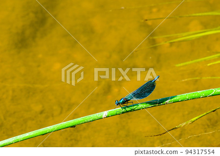 Adult male of blue dragonfly Calopteryx virgo, beautiful demoiselle, sitting on grass leaf 94317554