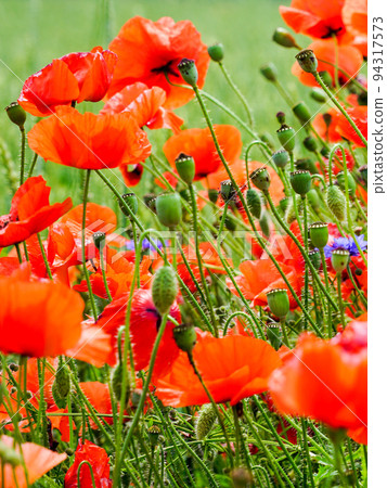 Closeup of red poppy flowers in the blurred background of a rye field Closeup of red poppy flowers in the blurred background of a rye field 94317573