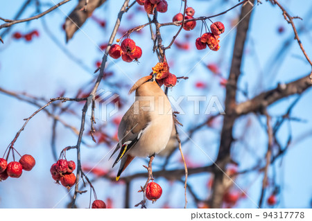 Bohemian waxwing, a beautiful tufted bird, Latin name Bombycilla garrulus, sitting on a wild apple tree and eats red wild apples in winter or early spring day. Bohemian waxwing, a beautiful tufted bird, Latin name Bombycilla garrulus, sitting on a wild apple tree and eats red wild apples in winter or early spring day. 94317778