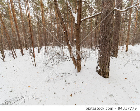 Pine trunks in winter forest on a cloudy day Pine trunks in winter forest on a cloudy day 94317779