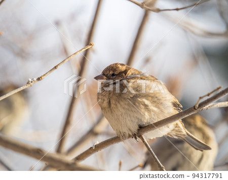 Sparrow sits on a branch without leaves. Sparrow sits on a branch without leaves. 94317791