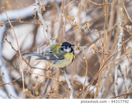 Cute bird Great tit, songbird sitting on a branch without leaves in the autumn or winter. Cute bird Great tit, songbird sitting on a branch without leaves in the autumn or winter. 94317792