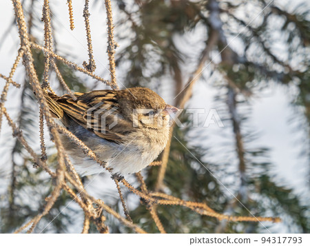 Sparrow sits on a branch without leaves. Sparrow sits on a branch without leaves. 94317793