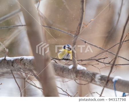 Cute bird, Eurasian blue tit, songbird sitting on a branch without leaves in the autumn or winter 94317798