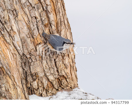 Eurasian nuthatch or wood nuthatch, lat. Sitta europaea, sitting on a tree trunk with snow in winter Eurasian nuthatch or wood nuthatch, lat. Sitta europaea, sitting on a tree trunk with snow in winter 94317799