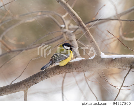 Cute bird Great tit, songbird sitting on a branch without leaves in the autumn or winter. 94317800