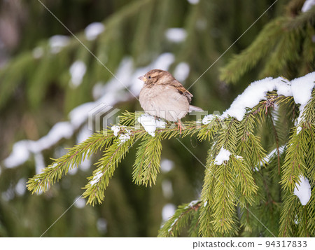Sparrow sits on a fir branch with snow in winter Sparrow sits on a fir branch with snow in winter 94317833