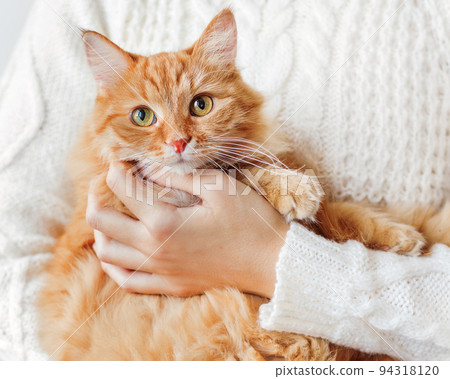 Woman in white cable-knit sweater holds ginger cat on hands. Fluffy pet with scared face expression. Light banner with copy space. 94318120