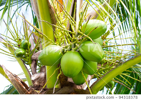 Coconut tree with bunches of coconut fruits Coconut tree with bunches of coconut fruits 94318378