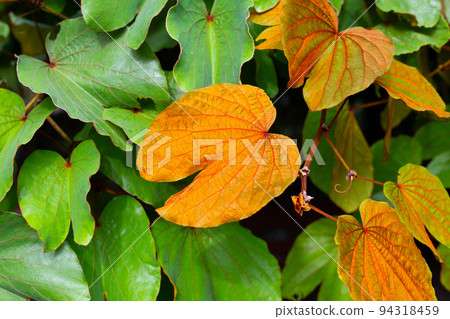 Bauhinia aureifolia or gold leaf bauhinia Bauhinia aureifolia or gold leaf bauhinia 94318459