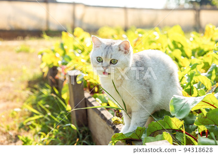 Funny white purebred cat sitting in the garden on a bed with green leaves, sticking out his tongue 94318628