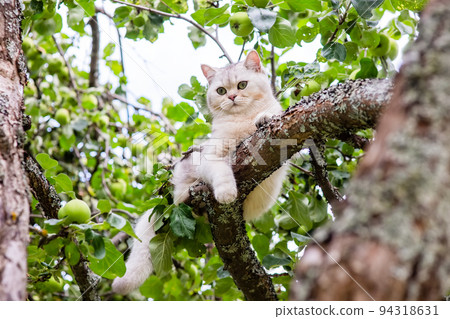 A cute white cat lies on a branch of an apple tree in the garden, green apples hang nearby A cute white cat lies on a branch of an apple tree in the garden, green apples hang nearby 94318631