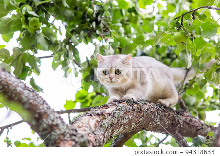 a white cat walks down the branch of an apple tree in the garden, green apples hang nearby in summer. 94318633
