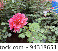 Rose   94318651