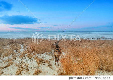 在Noshi半島的Ezoshika 94318653