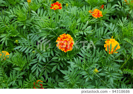 Yellow marigold flower in garden Yellow marigold flower in garden 94318686