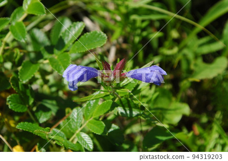 Musharindou with beautiful purple flowers seen in Hokkaido 94319203