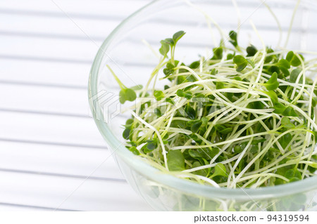 Organic kale sprouts. Healthiest vegetables concept Organic kale sprouts. Healthiest vegetables concept 94319594