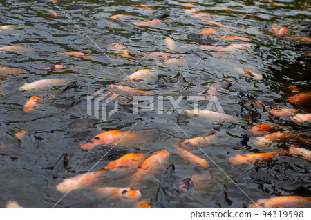 Red tilapia fish in the pond 94319598