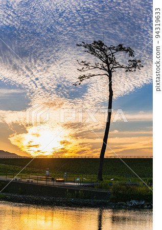 陸前高田奇蹟松晨景 94319633