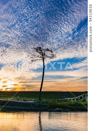 陸前高田奇蹟松晨景 94319638