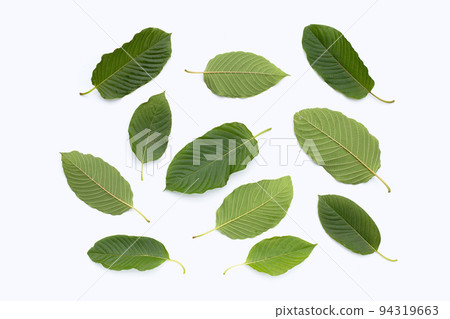 Mitragyna speciosa, Fresh kratom leaves on white background Mitragyna speciosa, Fresh kratom leaves on white background 94319663