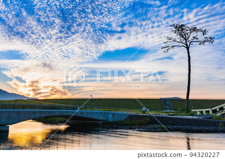 陸前高田奇蹟松晨景 94320227