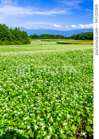 蕎麥花田(立式) 蕎麥花田(立式) 94320569