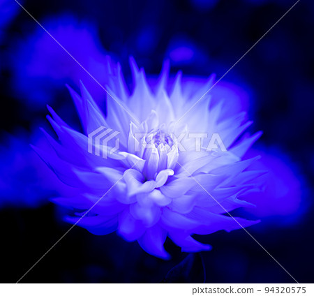 White dahlia 94320575