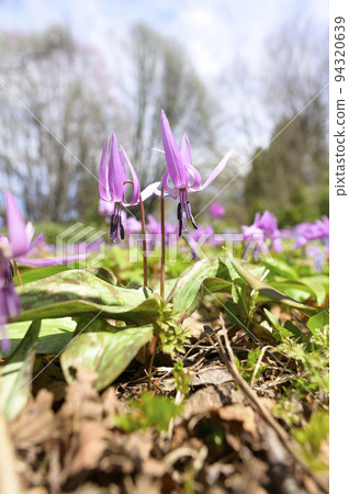 Katakuri盛開 94320639