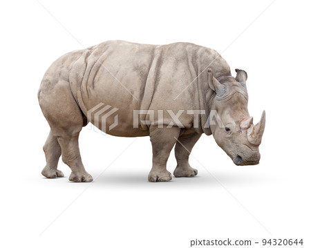 Single Large Rhinoceros Isolated on White. 94320644