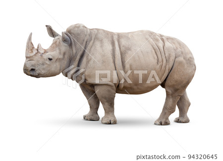 Single Large Rhinoceros Isolated on White. 94320645