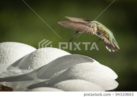 Hummingbird in Flight 94320663