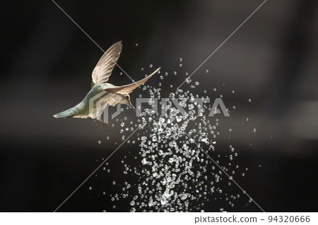 Hummingbird in Flight 94320666