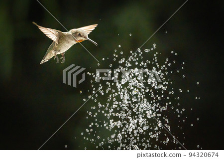 Hummingbird in Flight 94320674