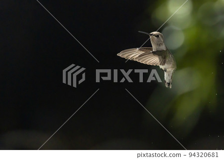 Hummingbird in Flight 94320681