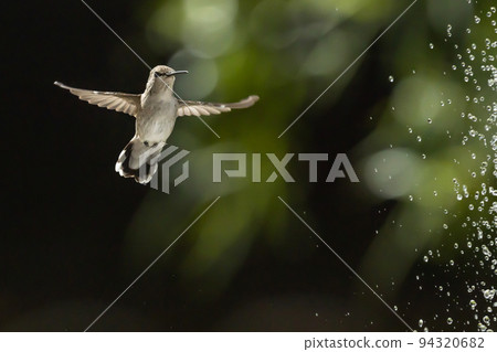 Hummingbird in Flight 94320682