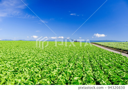 Lettuce field and Mt. Lettuce field and Mt. 94320830