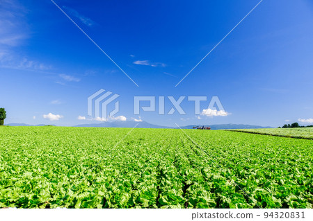 Blue sky and lettuce field Blue sky and lettuce field 94320831