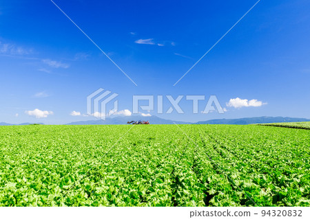 Autumn sky and lettuce field 94320832