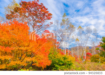 Hotaka Highlands with autumn leaves and white birches 94320833