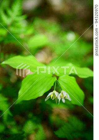 3781 Edauchichigo lily 3781 Edauchichigo lily 94320970