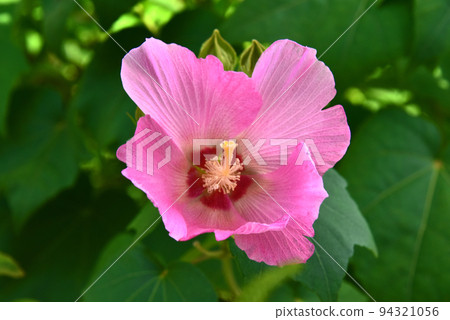 醉酒芙蓉 94321056