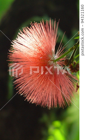 Shining red flower Tropical plant (December) Calliandra 04V9.16 Shining red flower Tropical plant (December) Calliandra 04V9.16 94321160