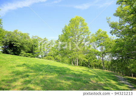 初夏公園三葉草山 94321213